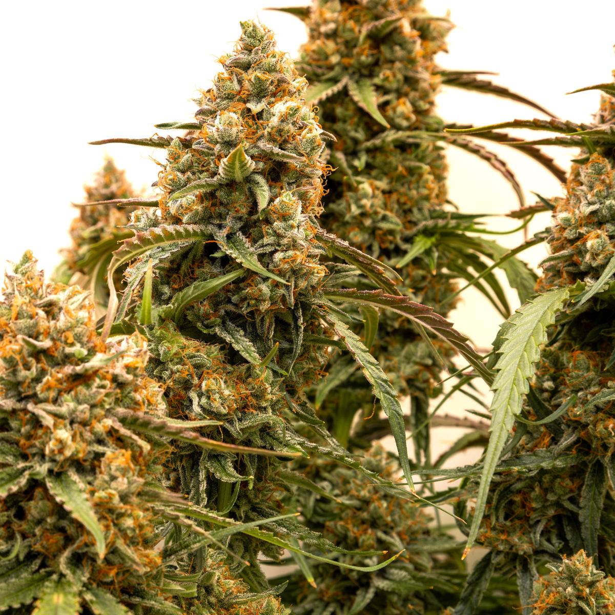 Yuni Moon™ – Sativa-dominante F1-Hybride Cannabis Samen – Buds & Leaves Genetics