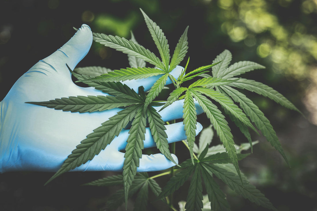 Autoflower Cannabis Samen Indoor Grow LED Licht