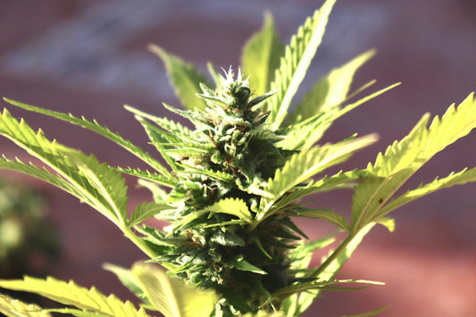 THC CBD Cannabis Cannabinoide Wissenschaft Molekül