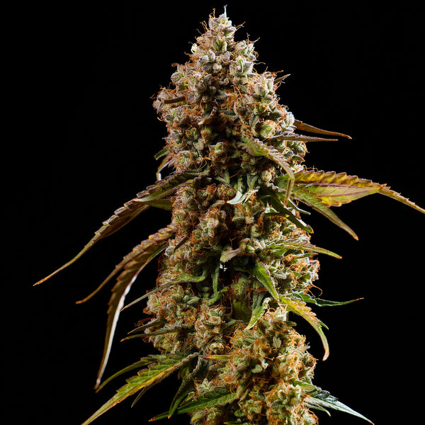 Noctura™ Blüte Nahaufnahme – Premium Autoflower Cannabis von Buds & Leaves Genetics