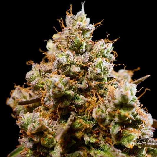 Noctura™ – Stärkste Autoflower Sorte mit über 1,7 kg/m² – B&L Genetics