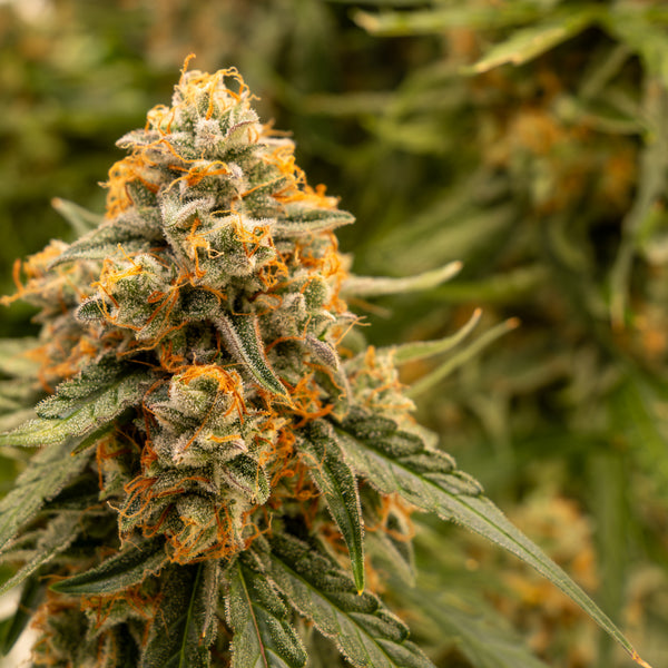 Lupus Aurora™ – Große Autoflower Sativa bis 120 cm – B&L Genetics