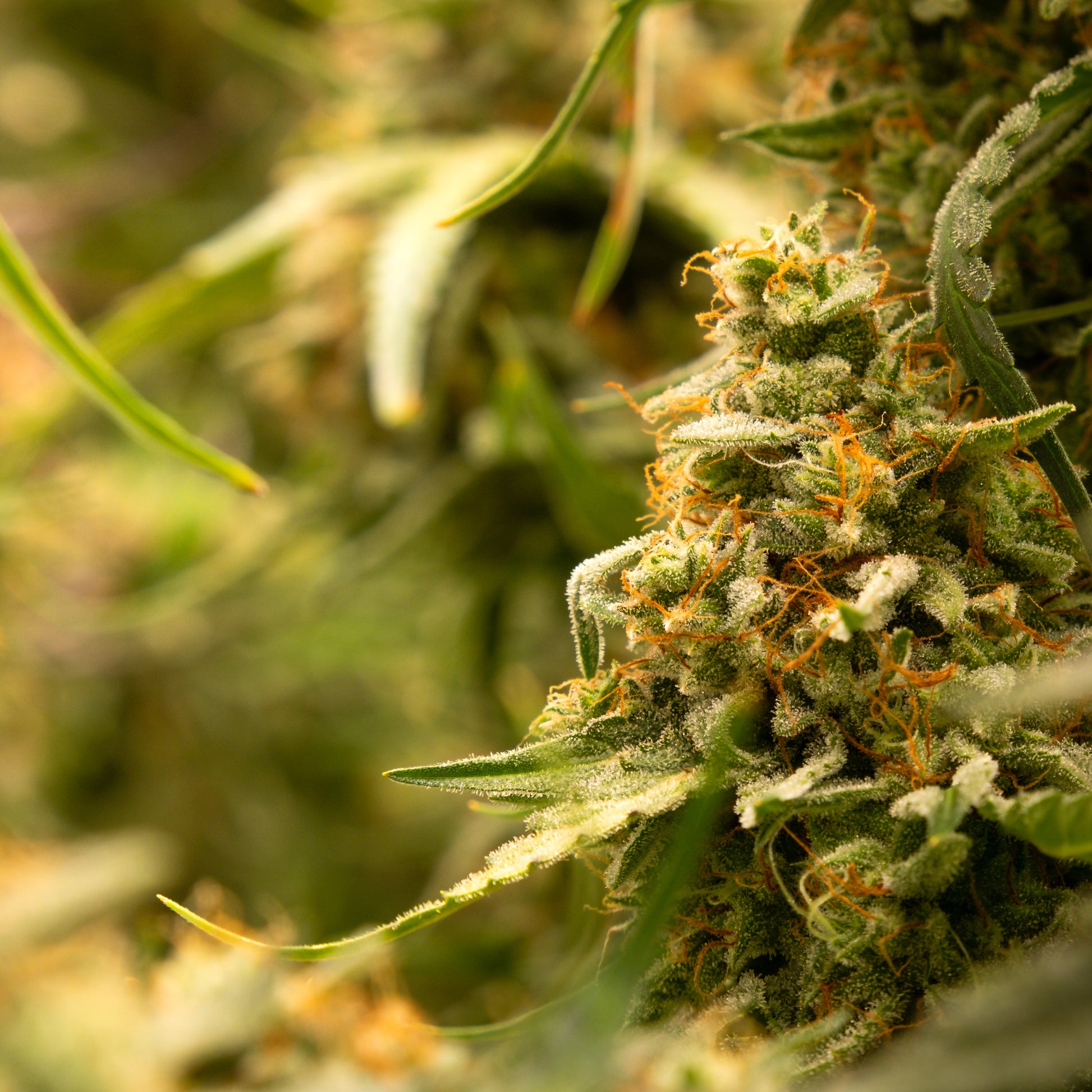 Kryptonite™ – Stärkste THC Autoflower 26-28% Buds & Leaves Genetics