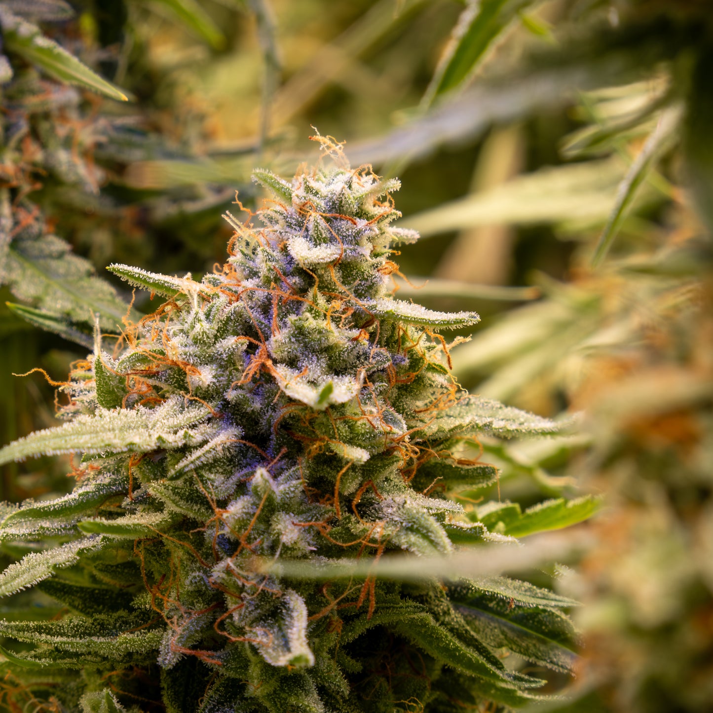 Sāmya™ – CBD THC 1:1 Balanced Autoflower – Buds & Leaves Genetics