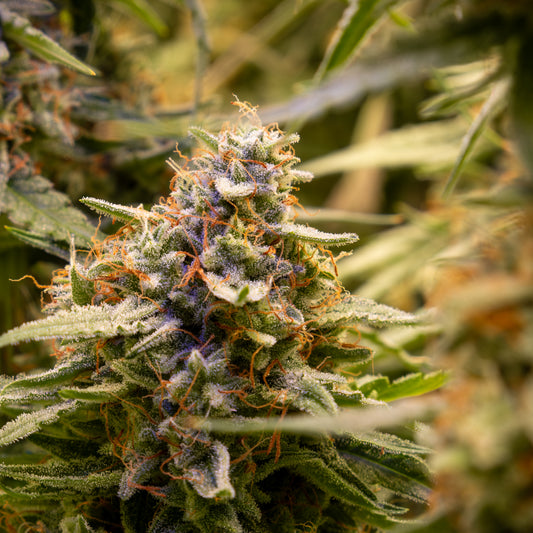 Sāmya™ – CBD THC 1:1 Balanced Autoflower – Buds & Leaves Genetics
