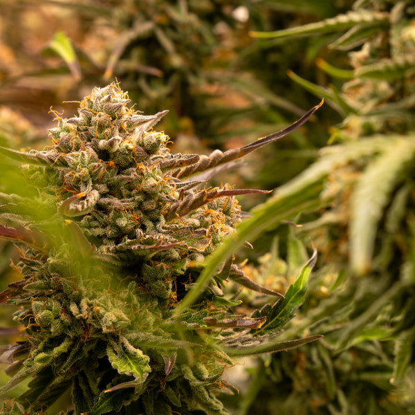 Equus Libra Willy™ – Photoperiodische F1-Hybride Cannabis Samen von Buds & Leaves Genetics