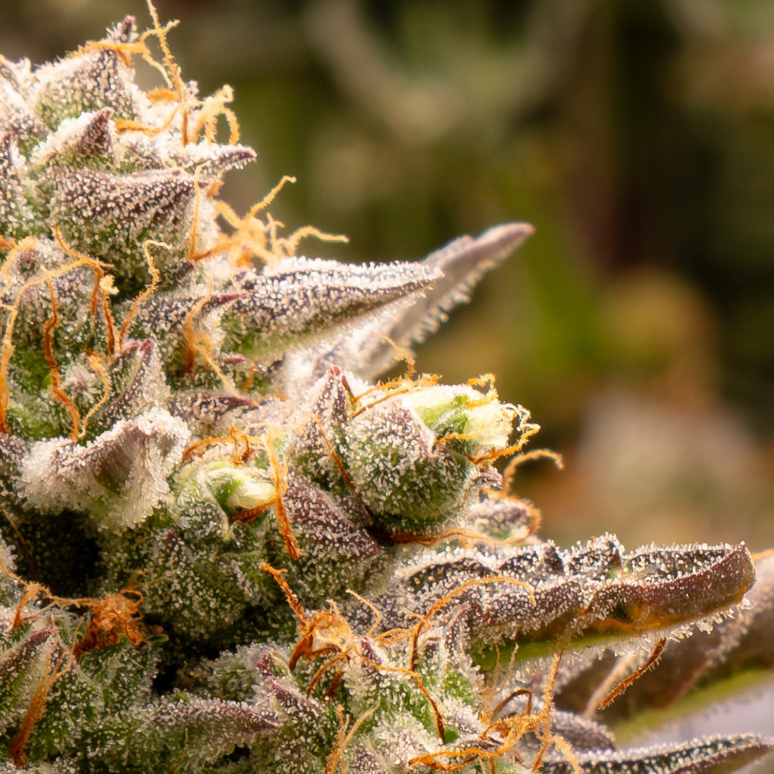 Sylva Obscura™ – Schnelle Indica Autoflower 35 Tage Blütezeit – Buds & Leaves Genetics