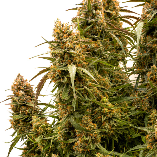 Dr. B™ – Aromatischste Autoflower mit schokoladigem Terpenprofil – B&L Genetics