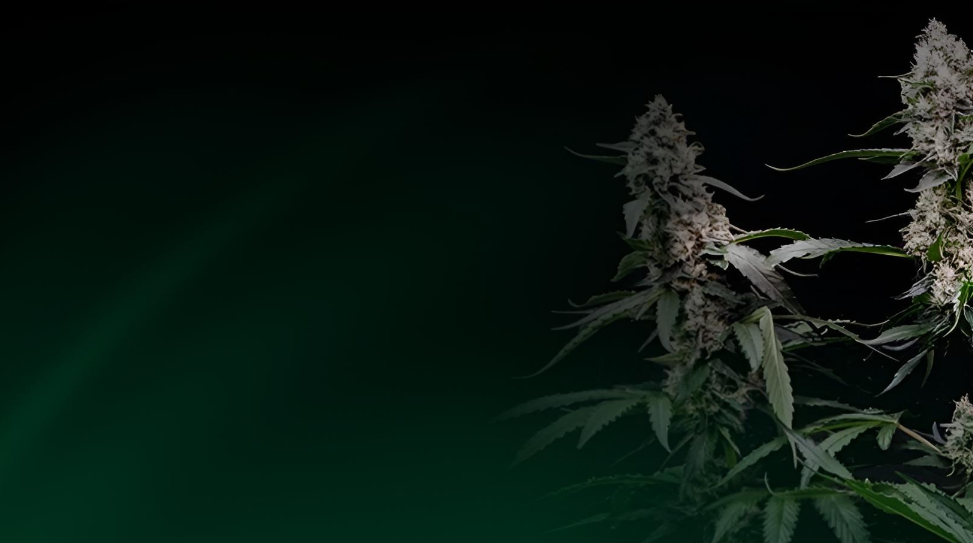 bilk.png__PID:cbd36c09-c29f-42f3-a98b-7945bf698f51