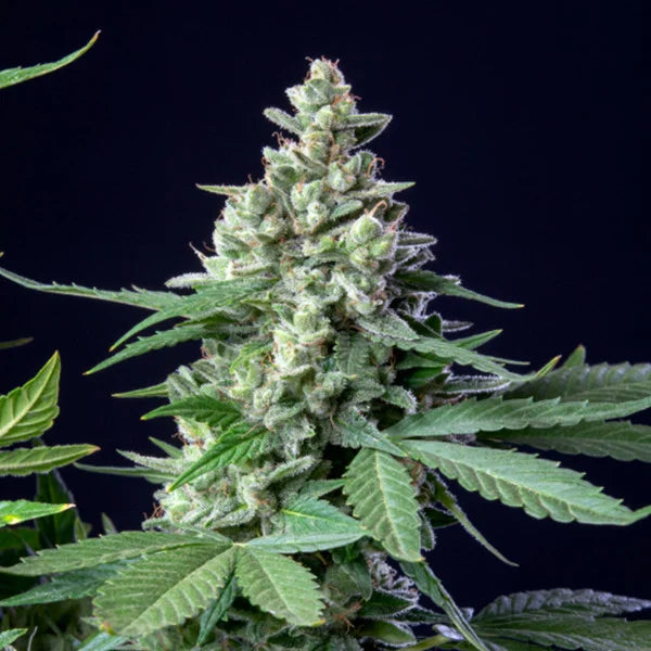 Aurum Apex™ – Premium Autoflower 28-32% THC limitierte Edition – B&L Genetics