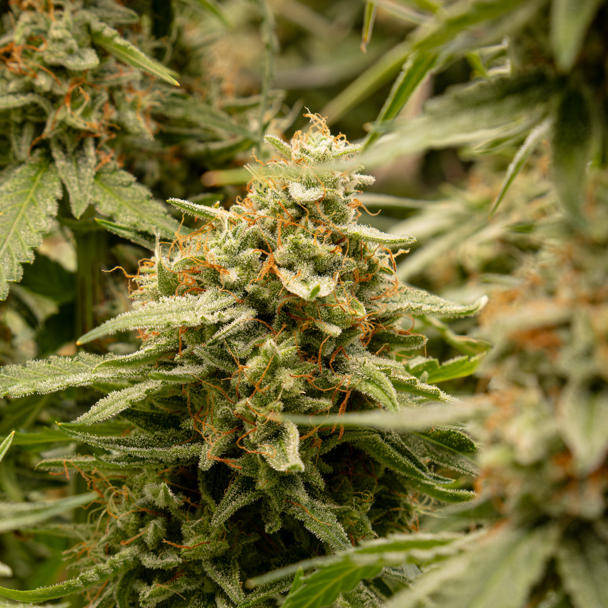 BUDS & LEAVES OG™ – Kompakte Autoflower Referenzsorte – B&L Genetics