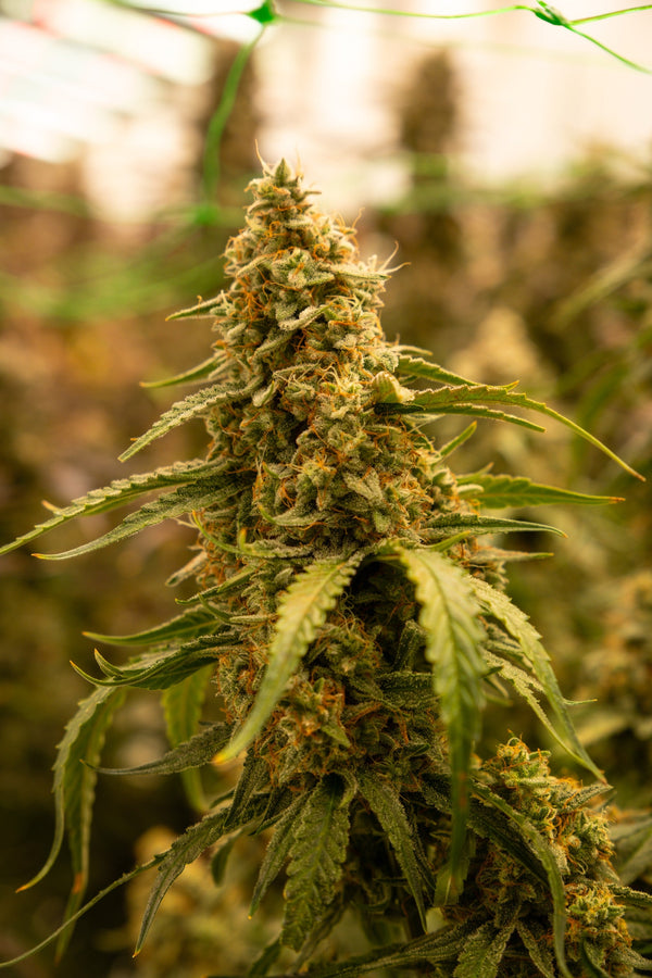Canis Nela – Feminisierte Cannabis Samen von Buds & Leaves Genetics